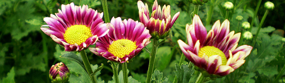 自动发货稳定的打爆别人短信的软件