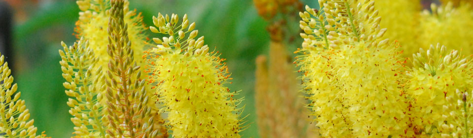 在线短信云呼网